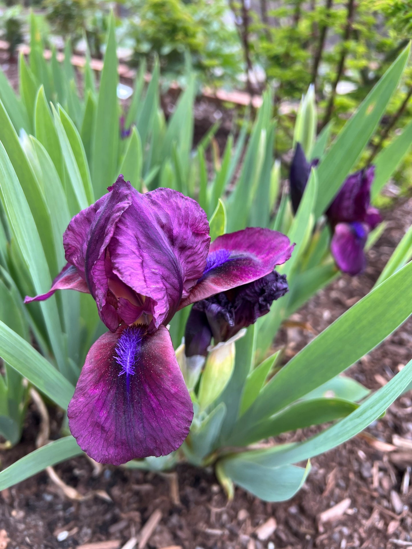 Cherry Garden - Dwarf Bearded Iris
