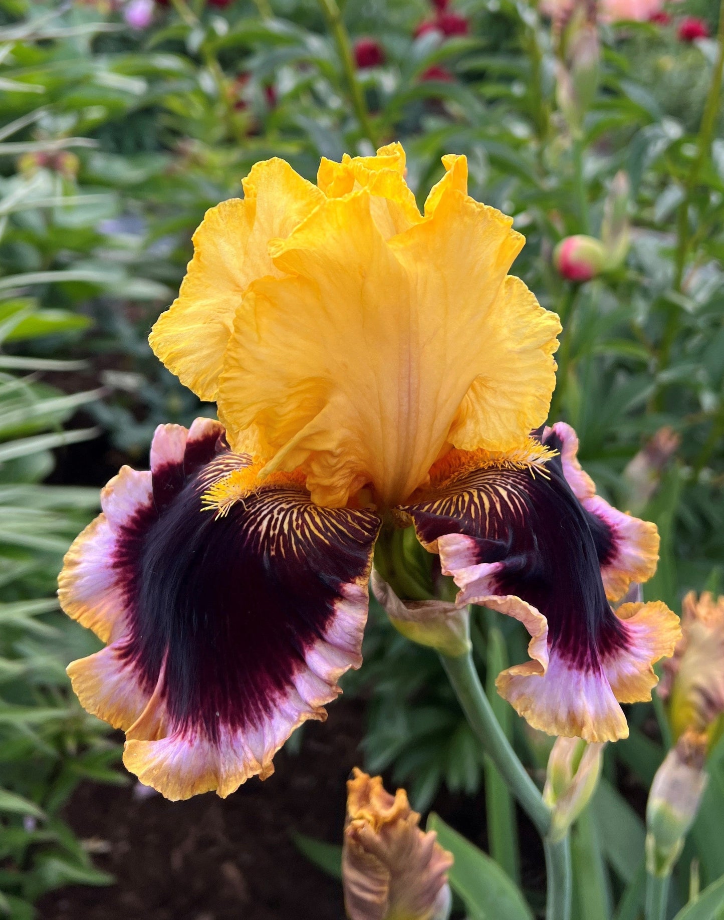 Greatest Showman - Tall Bearded Iris