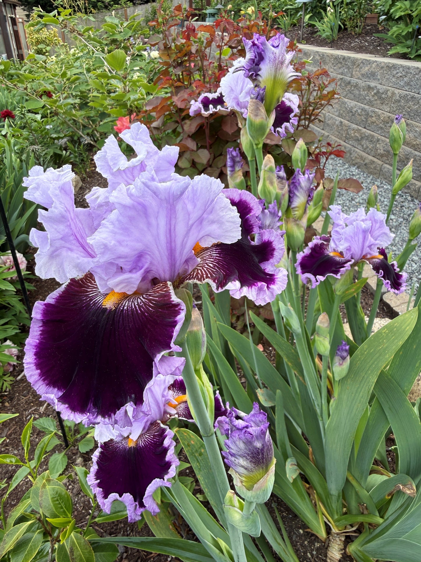 Headline News - Tall Bearded Iris