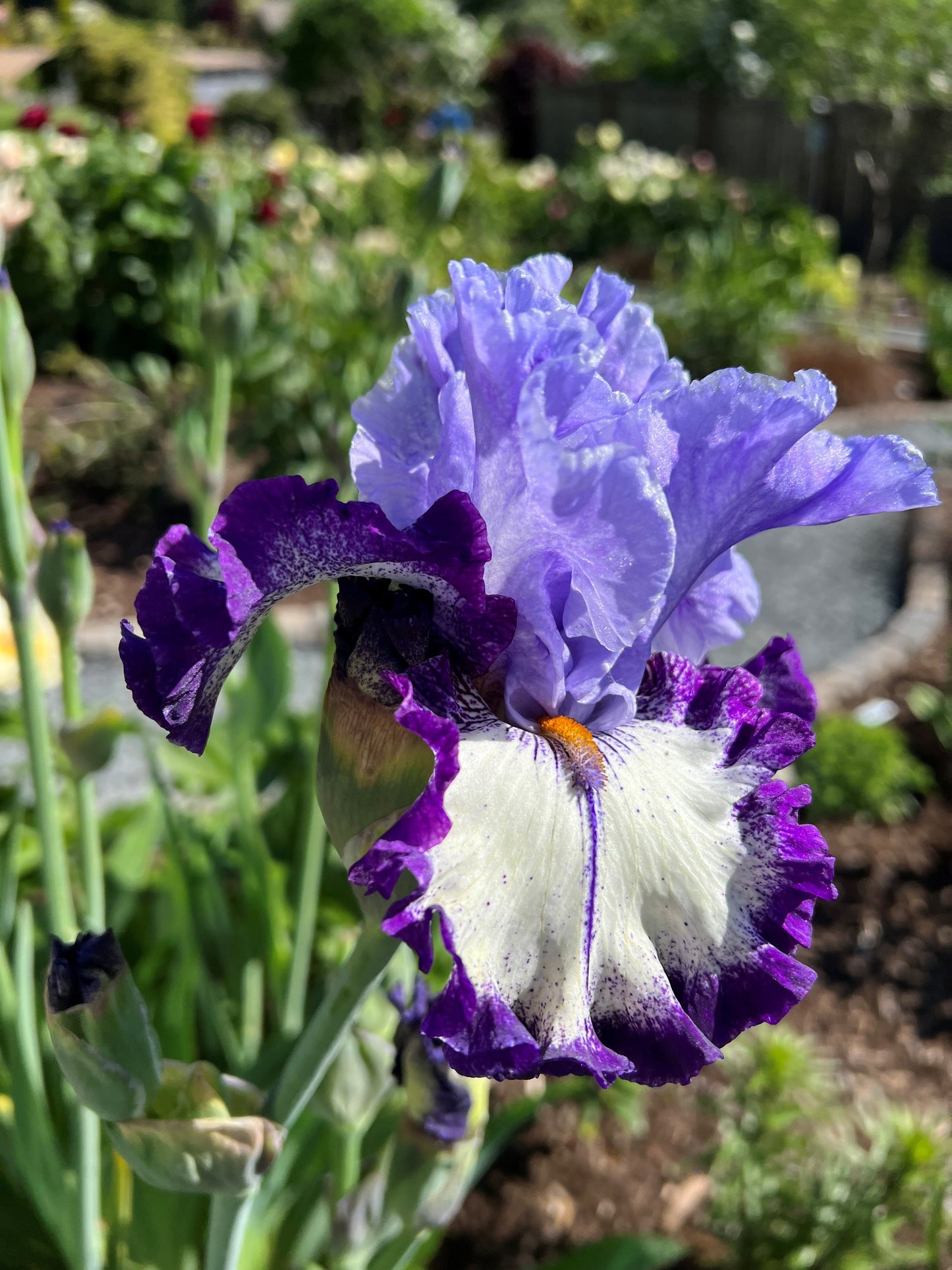 Instant Message - Tall Bearded Iris