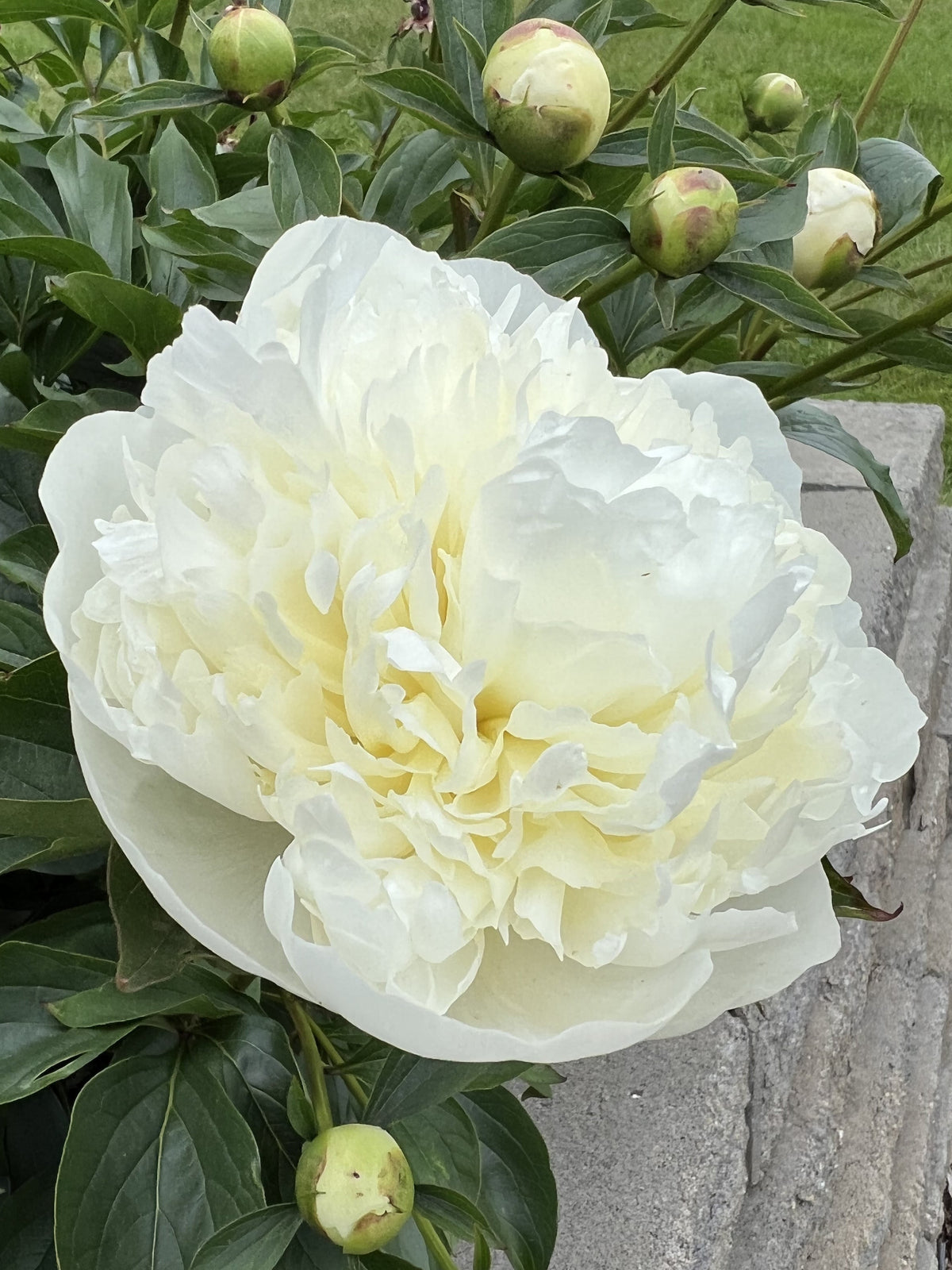 Dutchess de Nemours - Herbaceous Peony