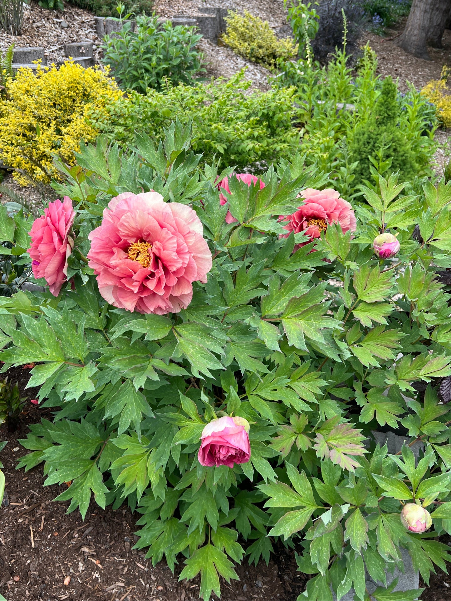 Beach Comber - Woody Peony