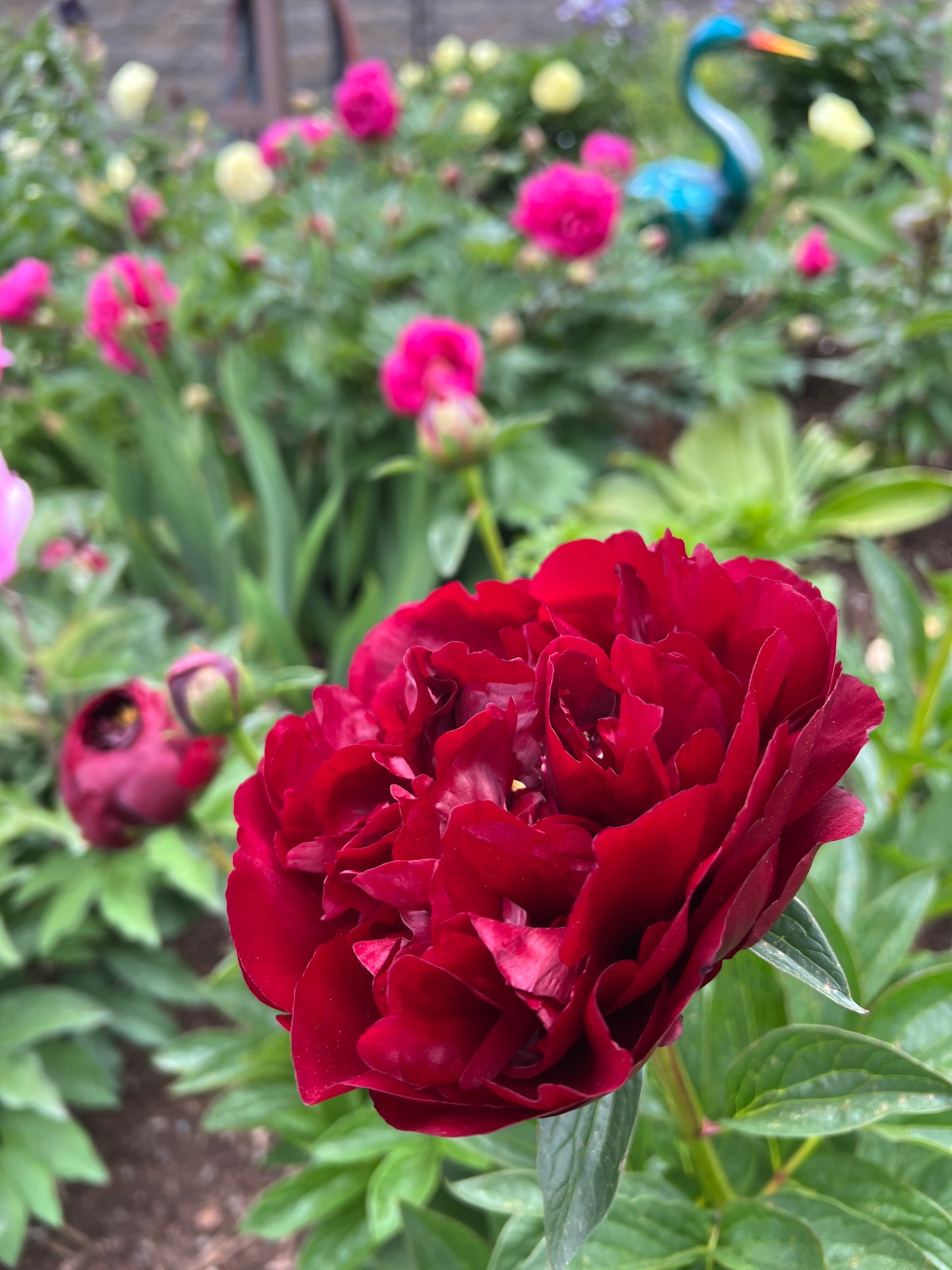 Buckeye Belle - Herbaceous Peony