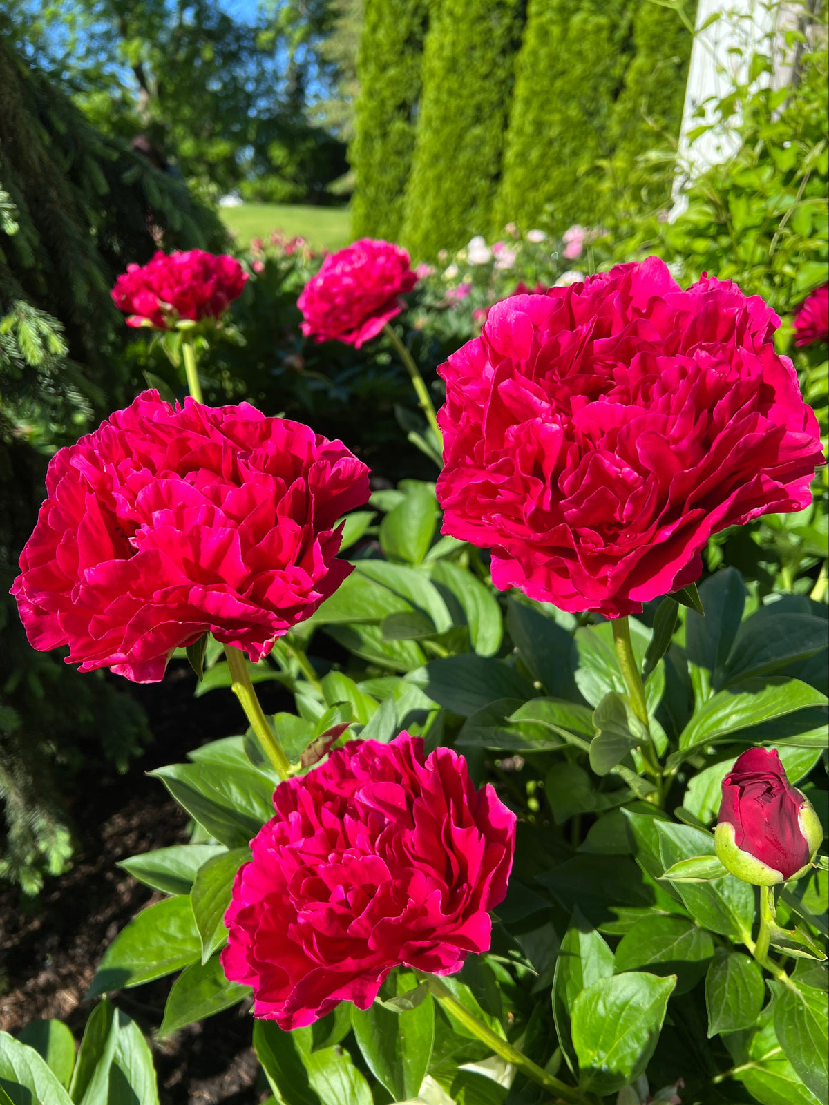 Old Faithful - Herbaceous Peony