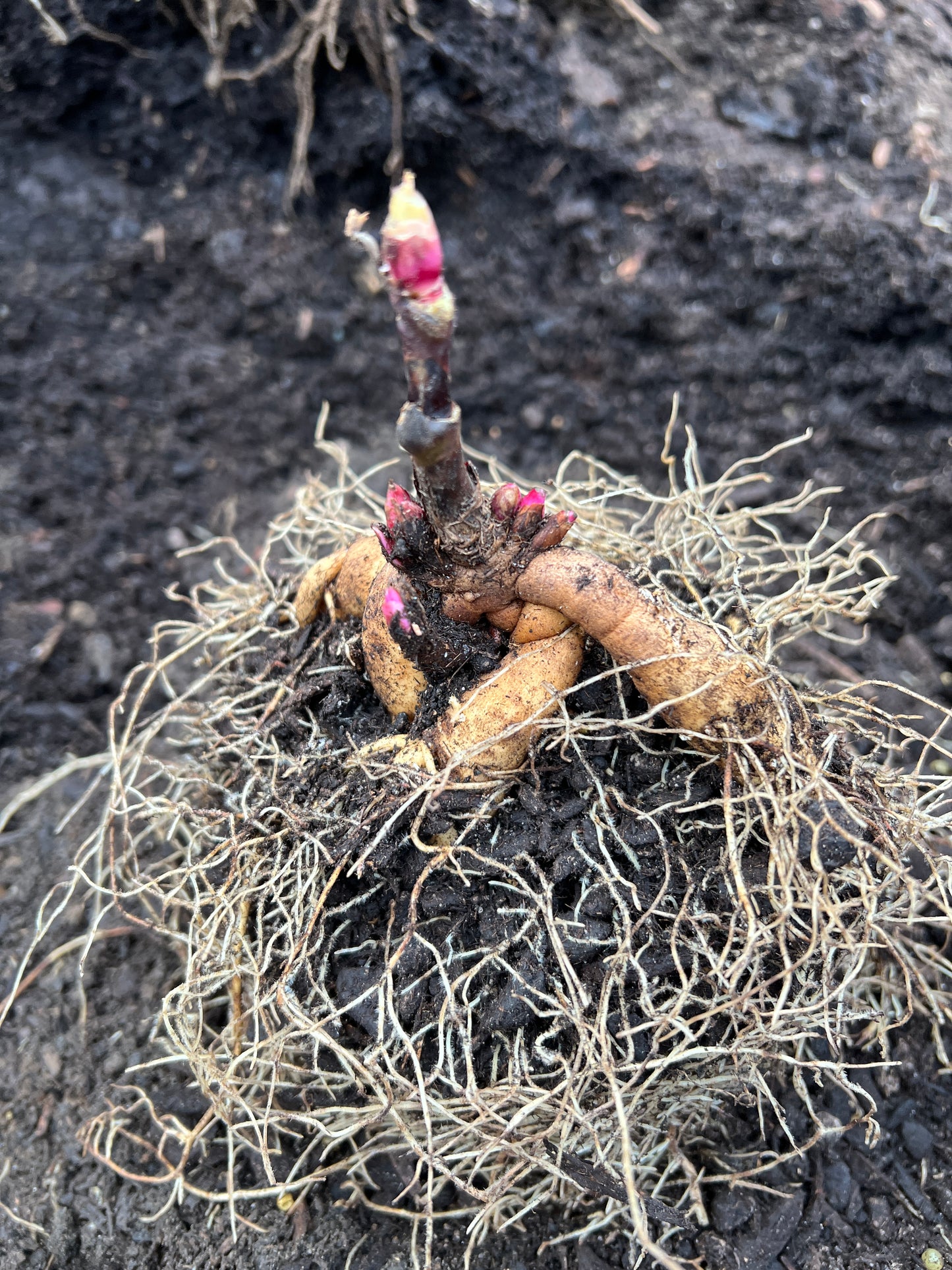 Paeonia Garden Candy® Strawberry Swirl™ - Itoh Peony