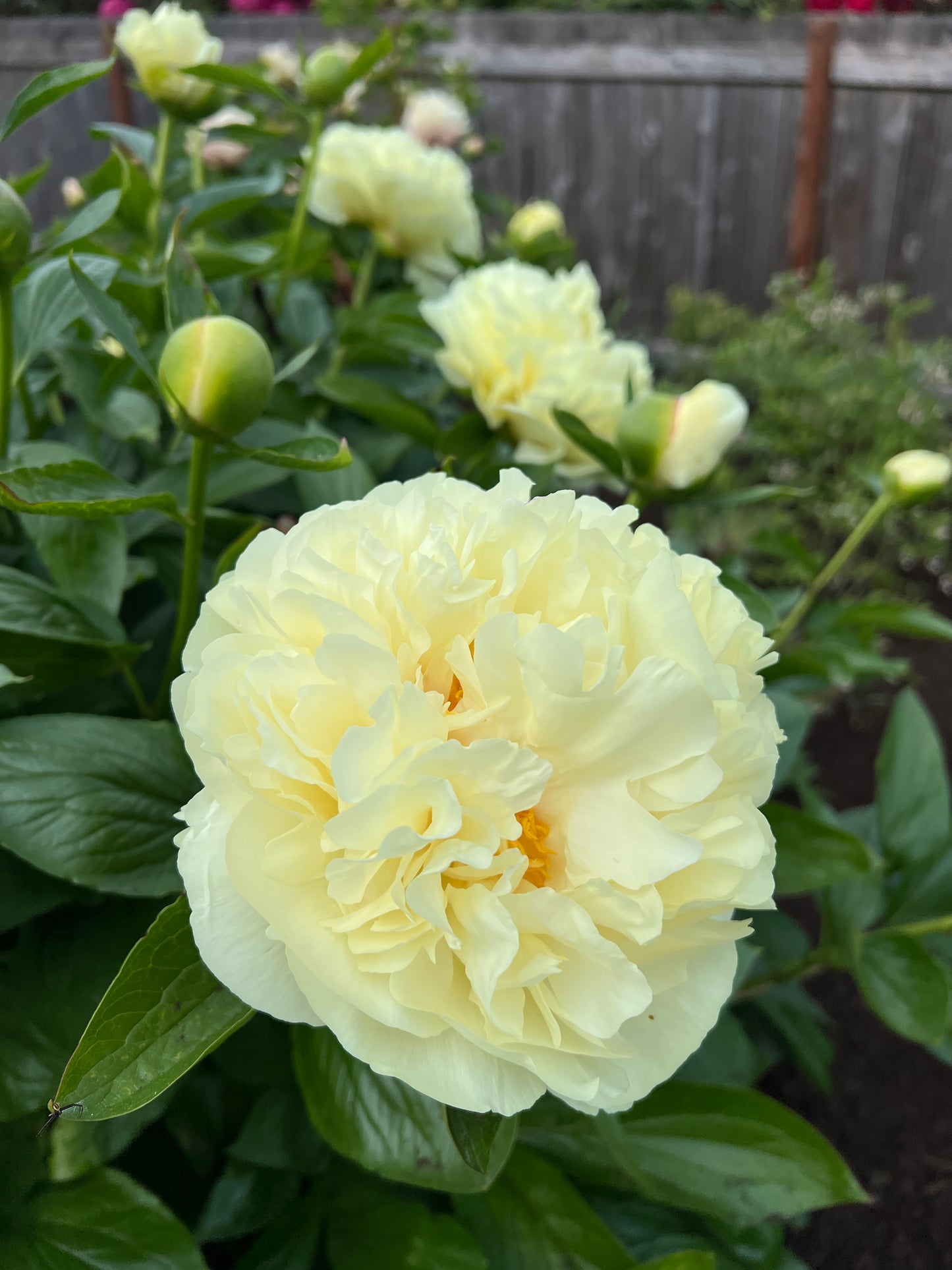 Seidl's Super x OP - Peony Seed