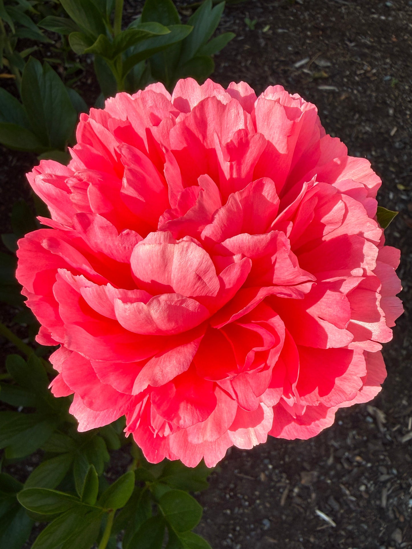 Lorelei - Herbaceous Peony
