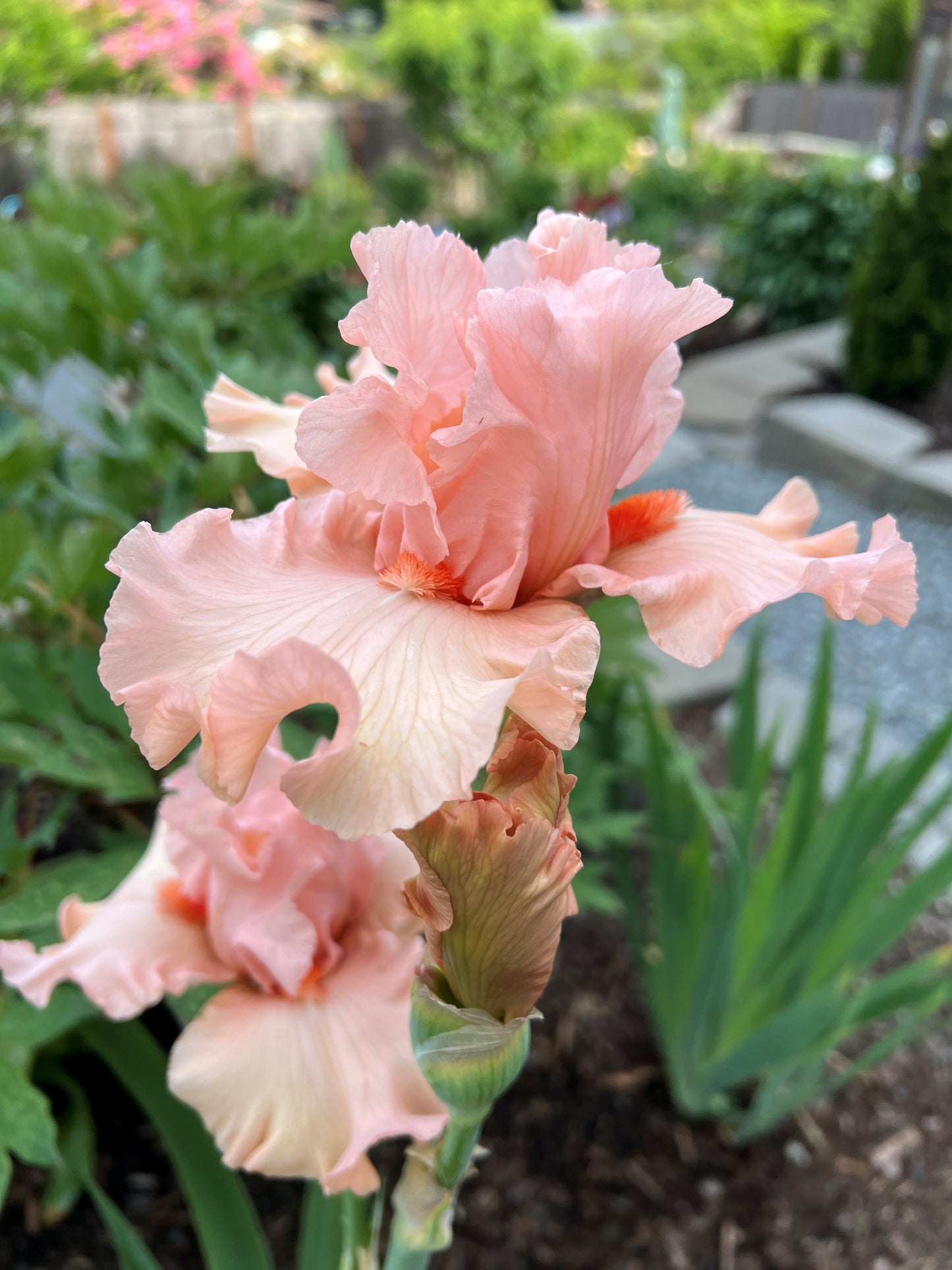 What A Looker - Tall Bearded Iris