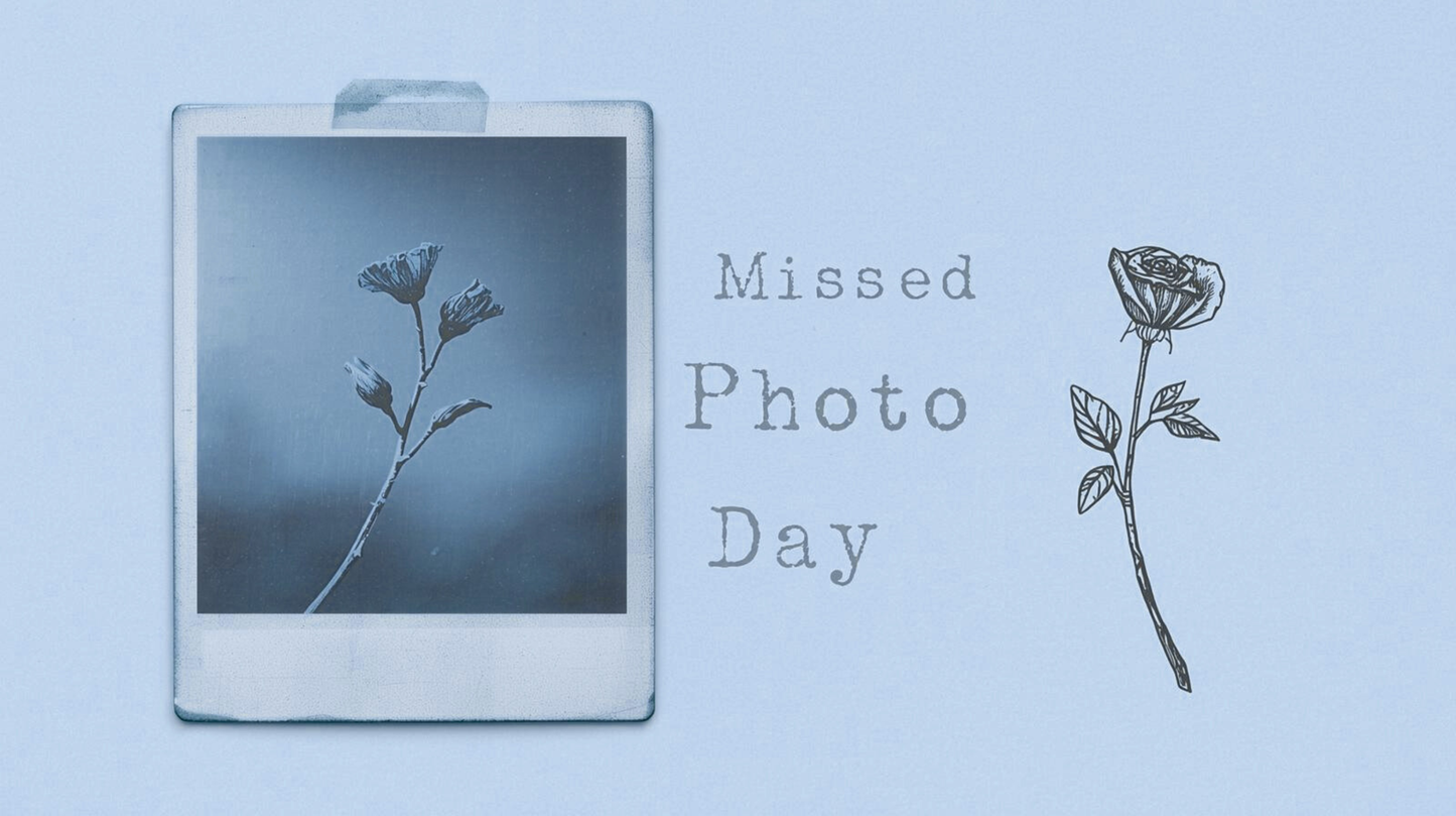 Levi's Bubblegum - Potted Dahlia Cutting