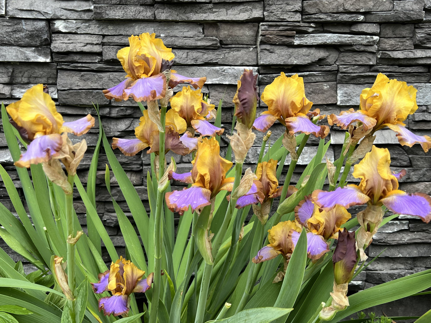 Bearded Iris