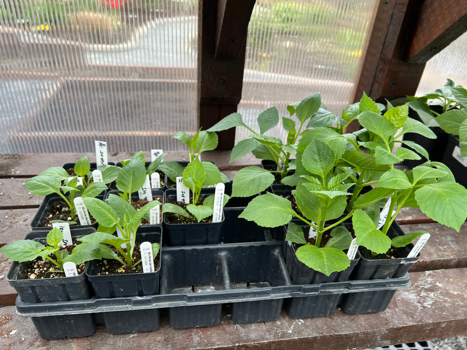 Dahlias -  Potted Cuttings
