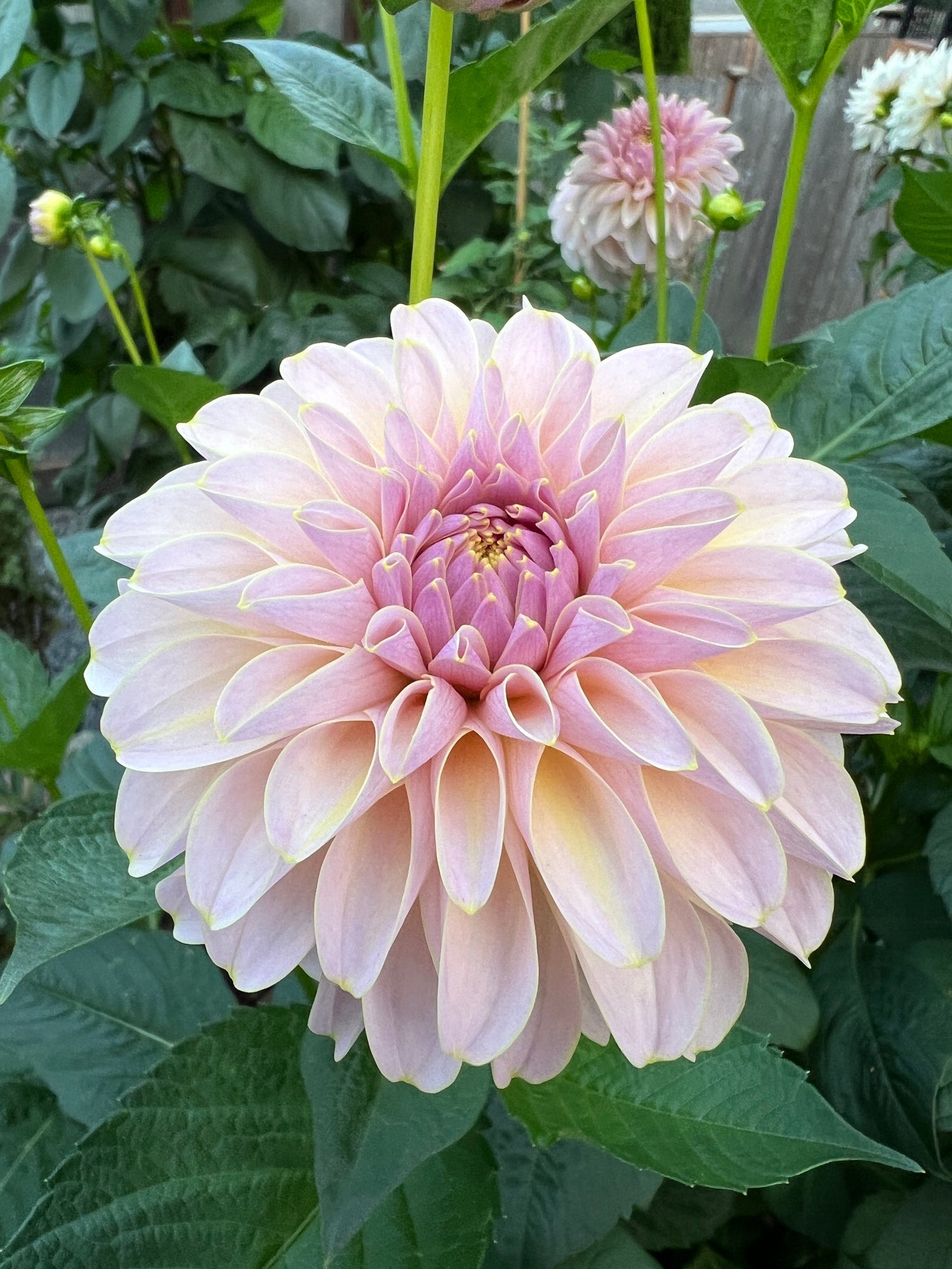 Dahlia Tubers