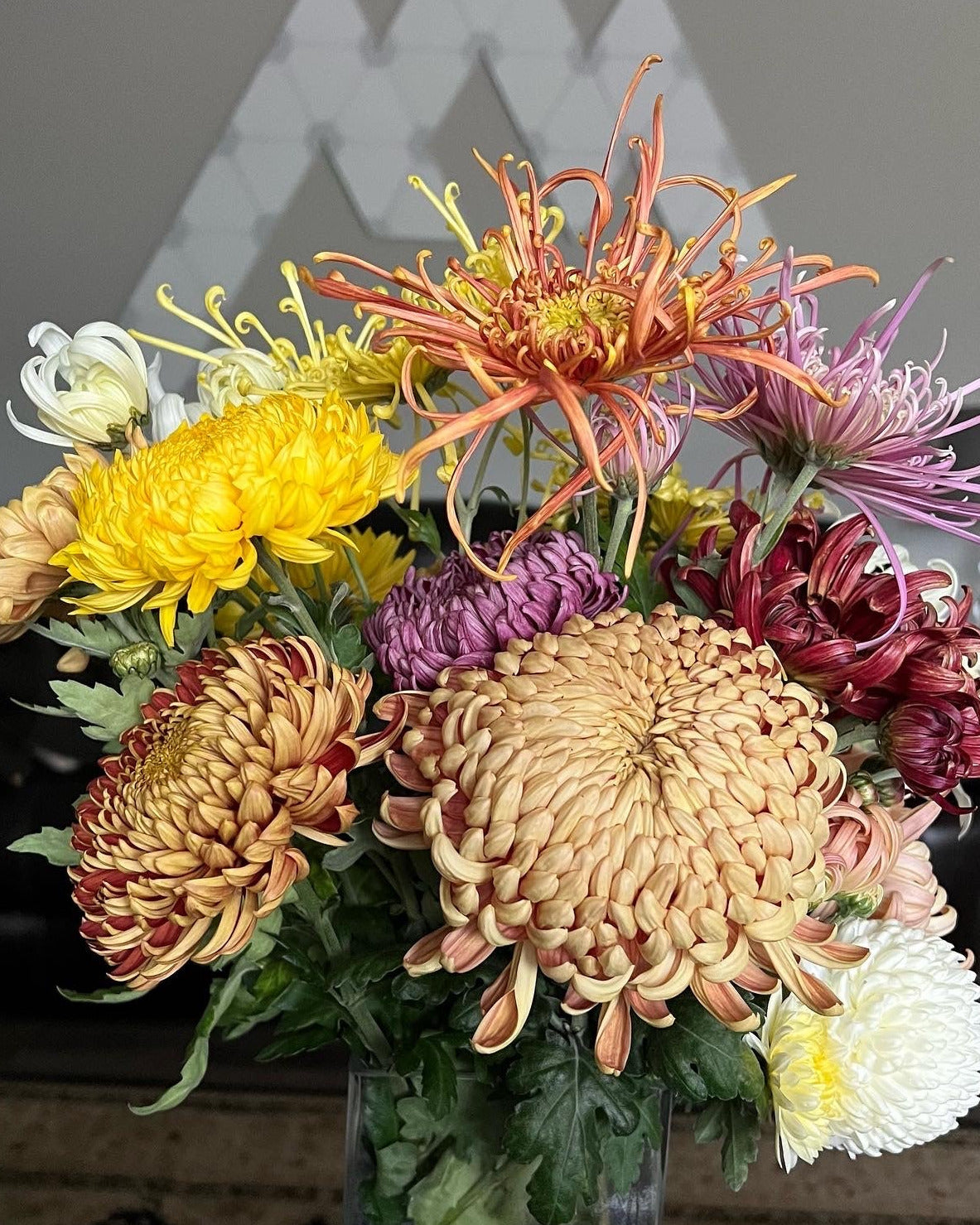 Chrysanthemum Cuttings