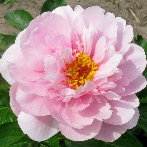 Bethie x OP - Peony Seed