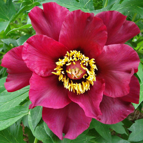 Boreas - Woody Peony