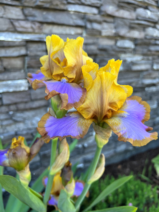 Brown Lasso - Dwarf Bearded Iris