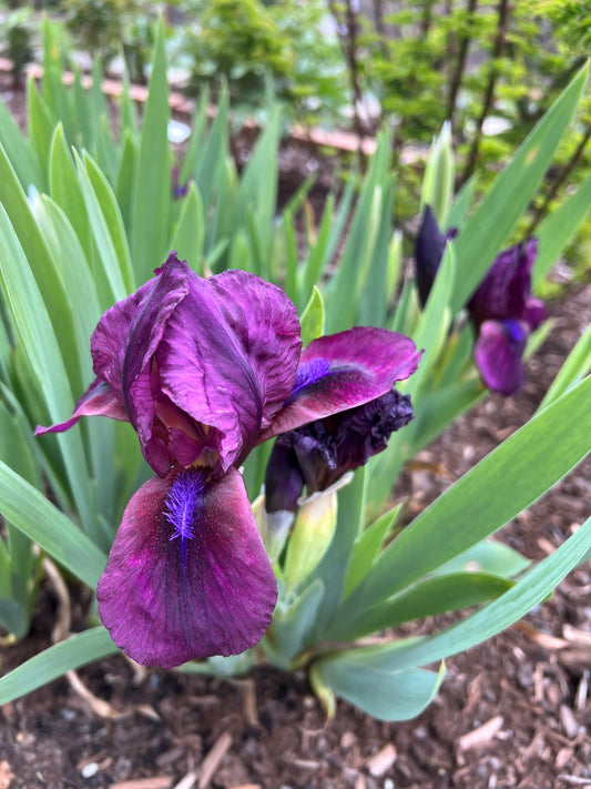 Cherry Garden - Dwarf Bearded Iris