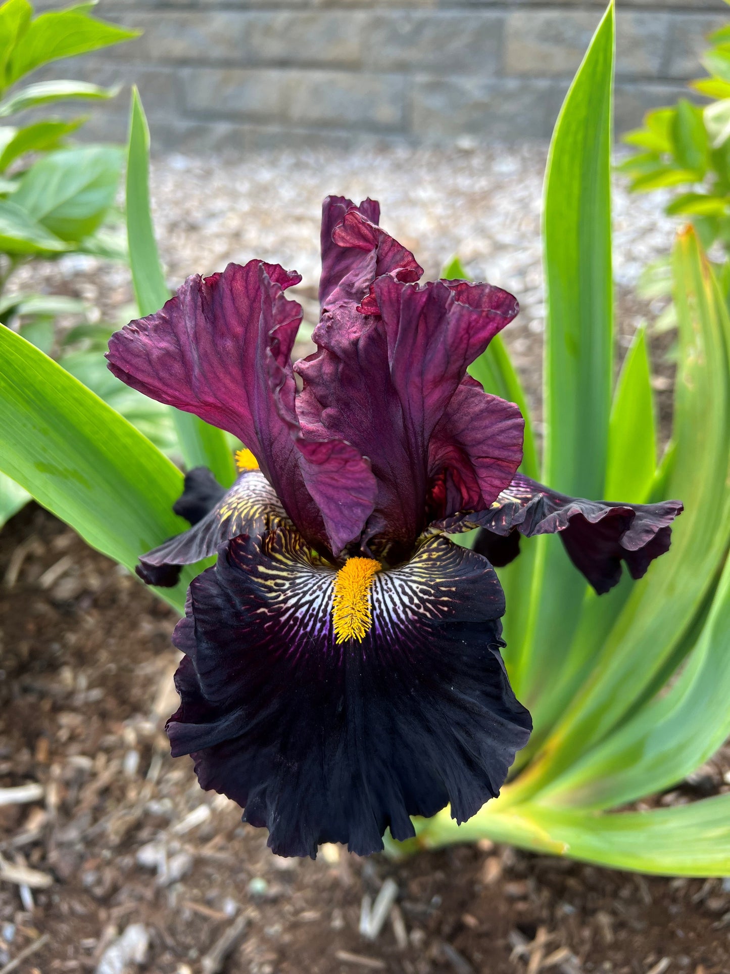 Chiseled - Tall Bearded Iris