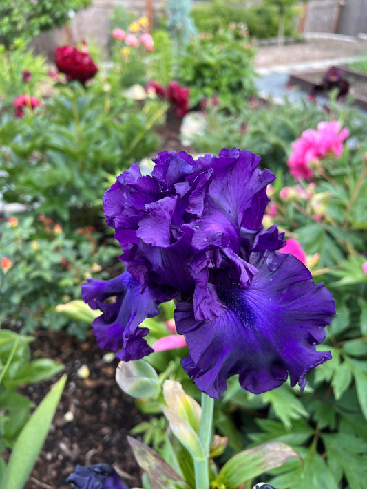 Dark Hour - Tall Bearded Iris