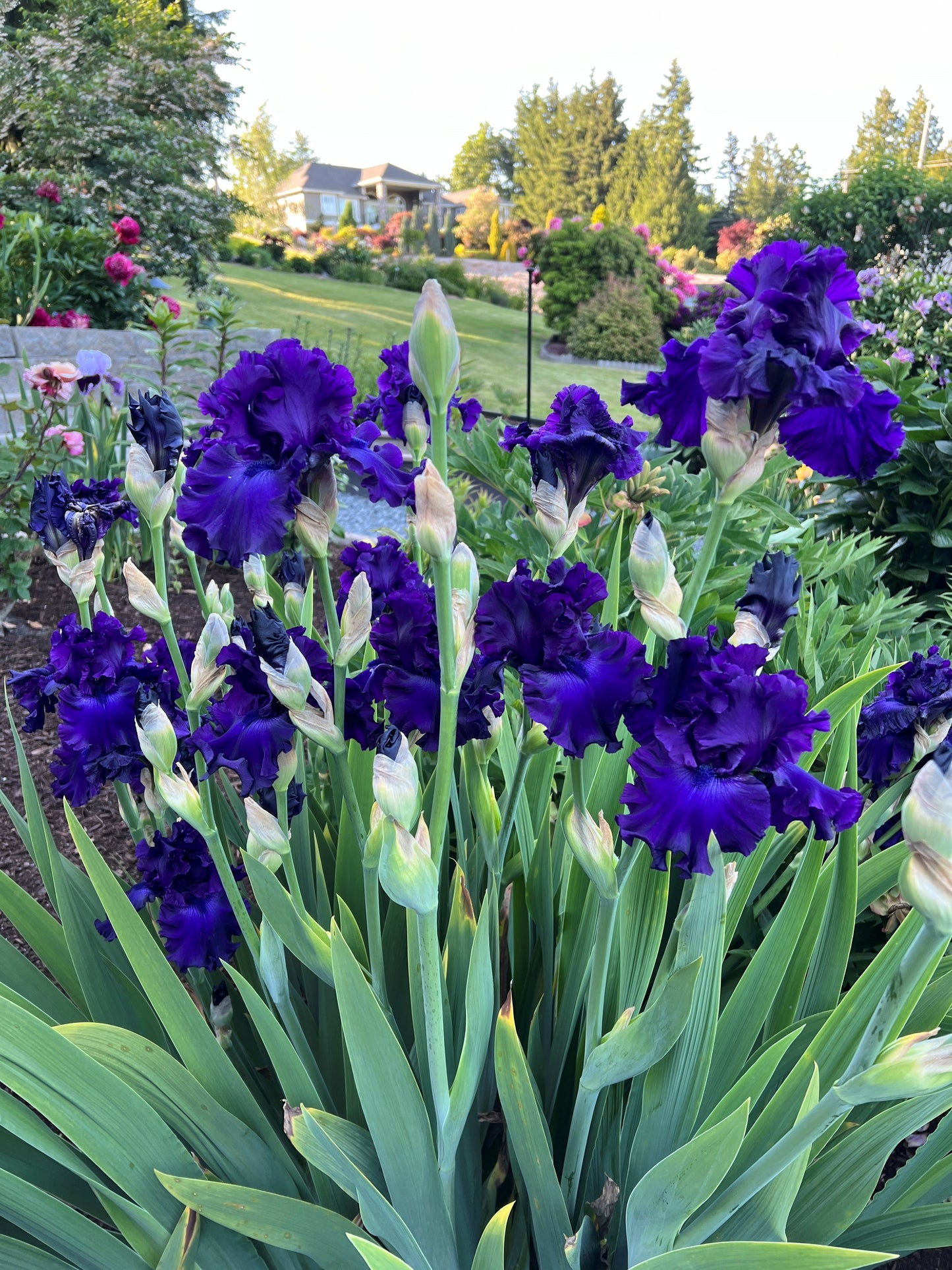 Dark Hour - Tall Bearded Iris