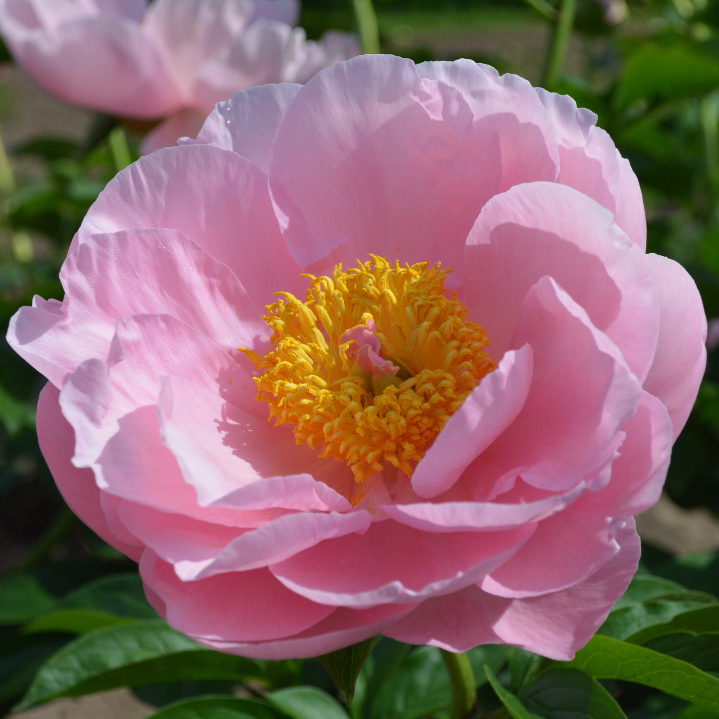 Dreamtime x OP - Peony Seed