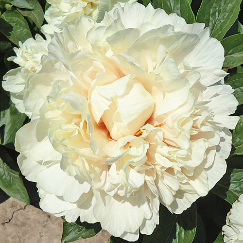 Europa - Herbaceous Peony