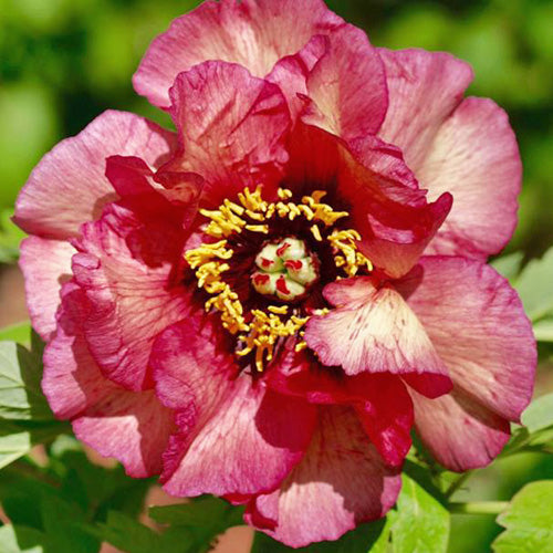 Gauguin - Woody Peony
