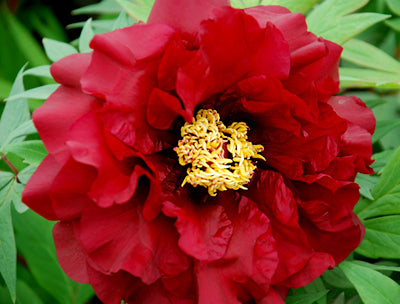 Hephestos - Woody Peony