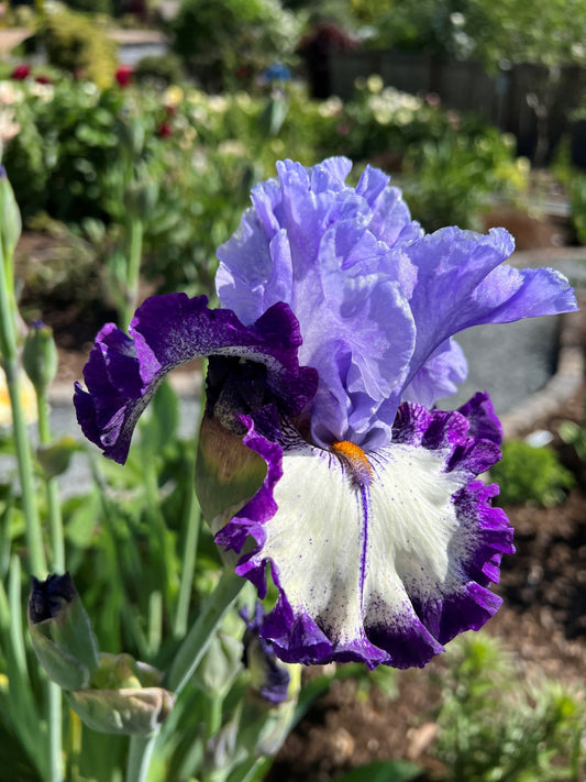Instant Message - Tall Bearded Iris