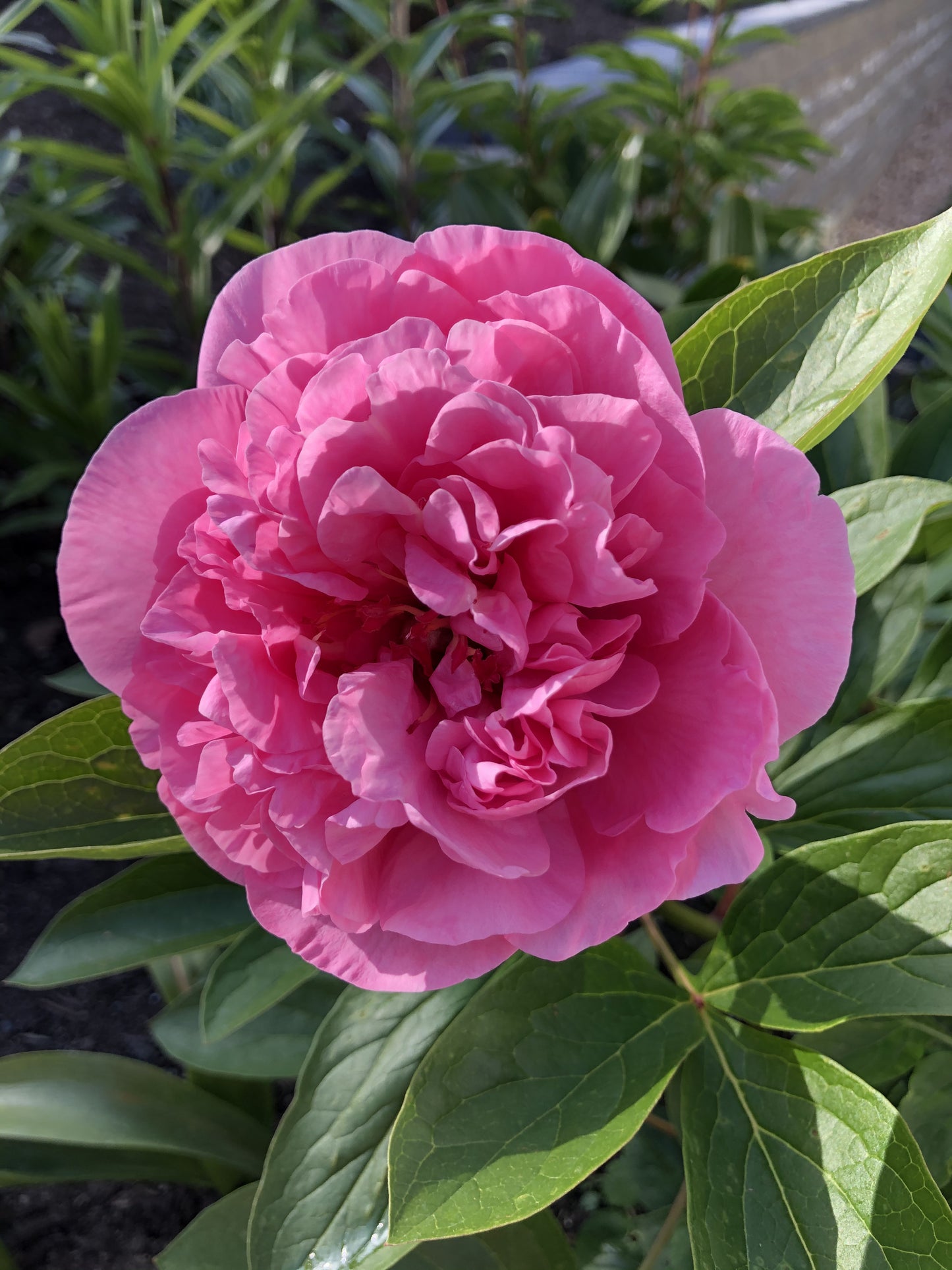 Carnation Bouquet - Herbaceous Peony