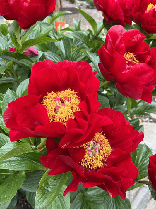 The Mackinac Grand x OP - Peony Seed