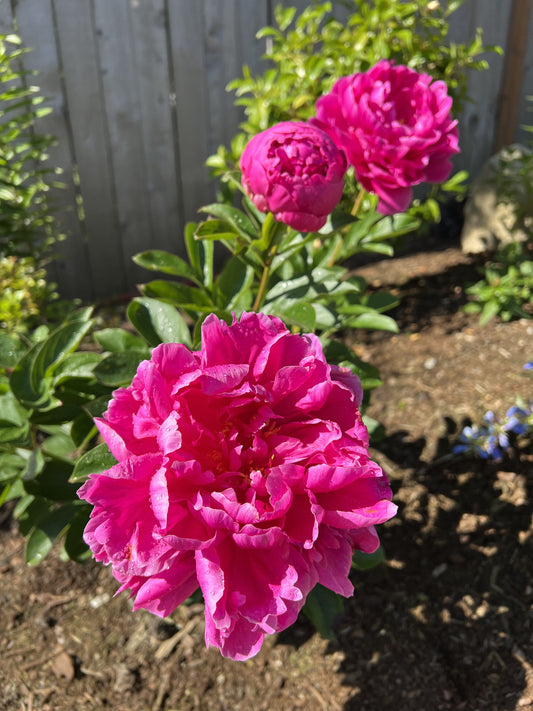 Rozella - Herbaceous Peony