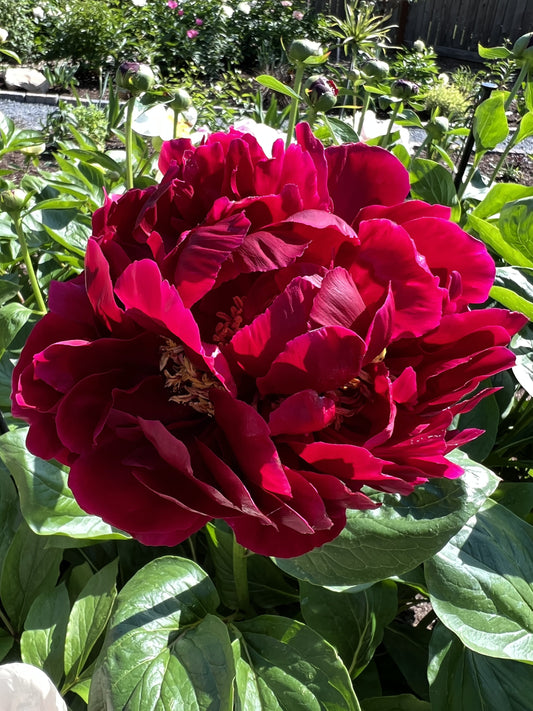 Valkyrie - Herbaceous Peony