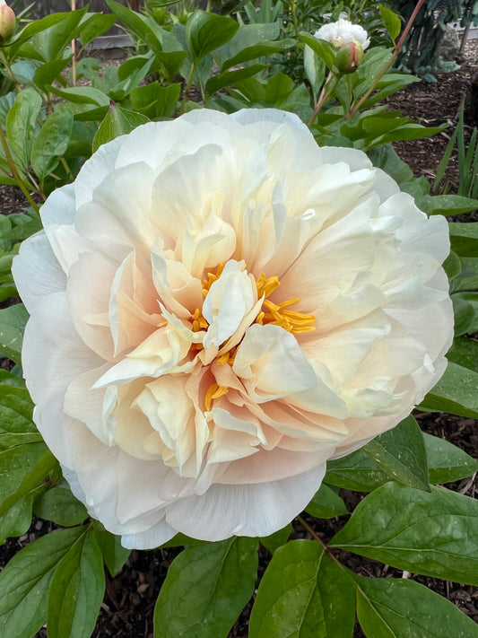 White Vanguard x OP - Peony Seed