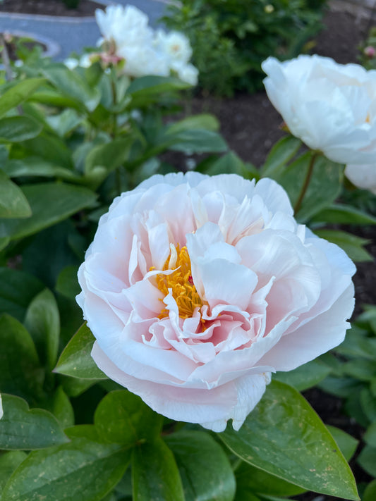 Blushing Princess x OP - Peony Seed