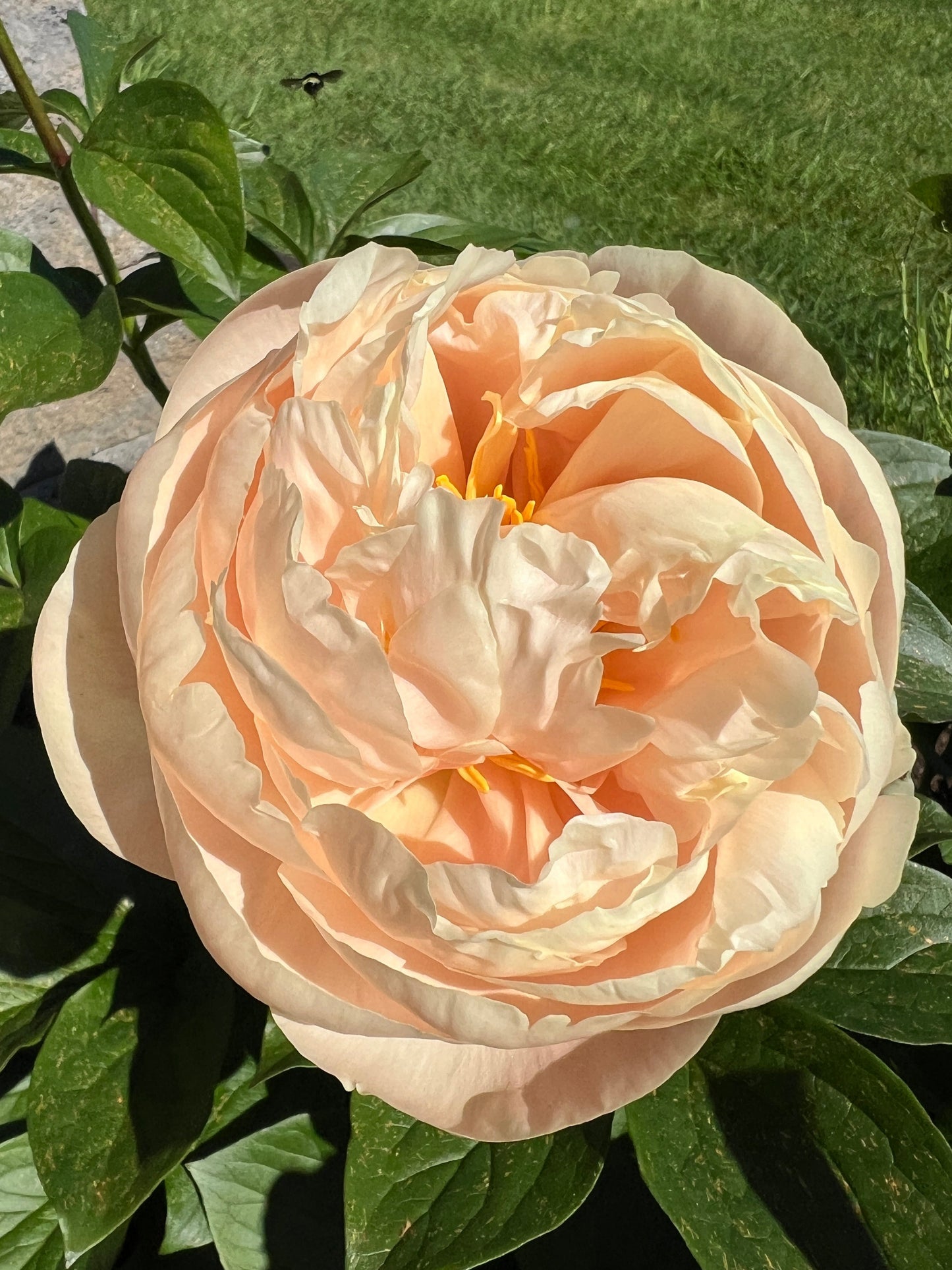 Pastelegance x OP - Peony Seed