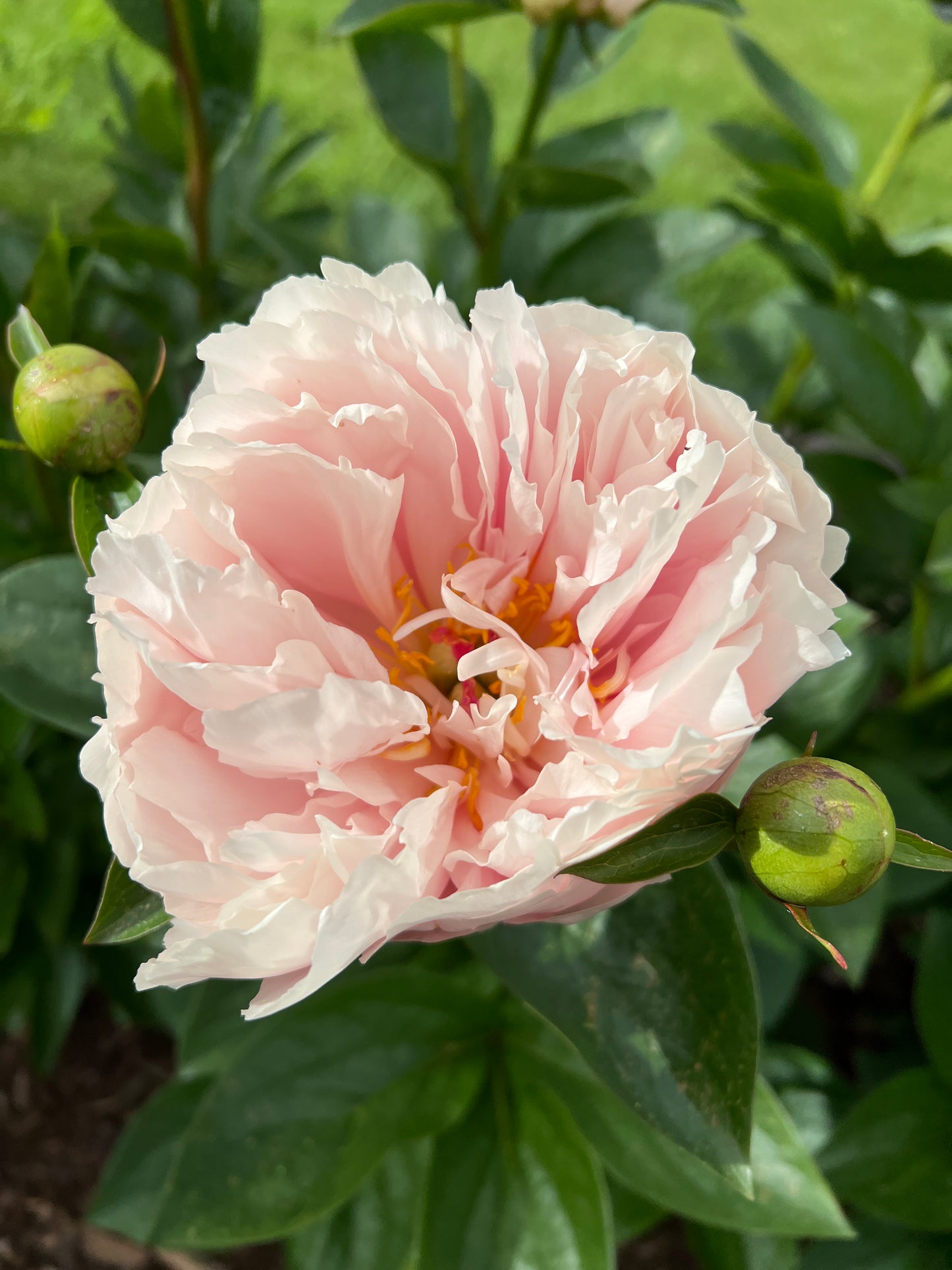Nelda's Joy x OP - Peony Seed