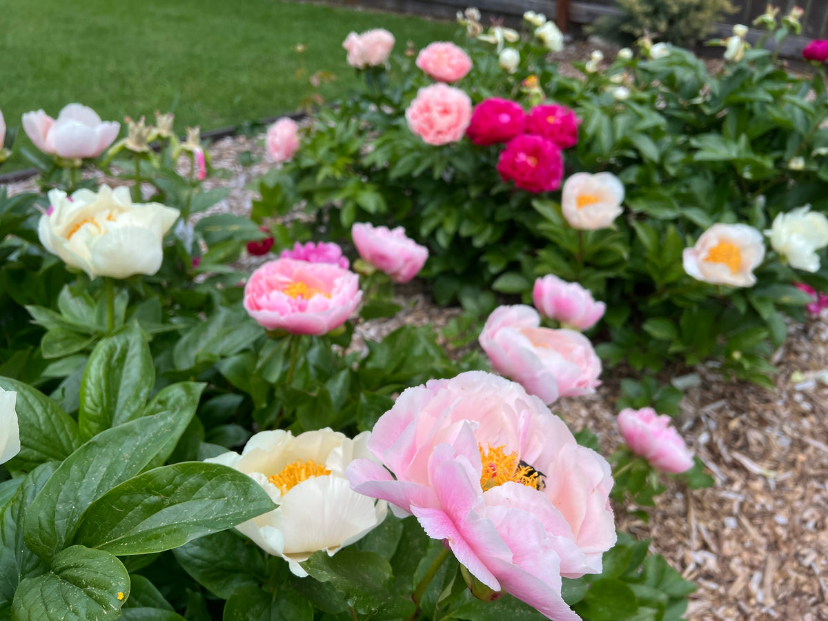 Herbaceous Hybrid Seedling Mix x OP - Peony Seed