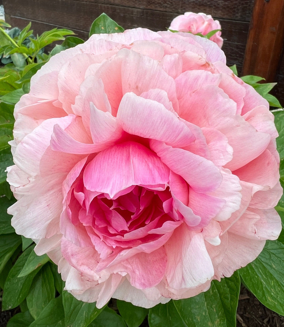 Roseheart - Herbaceous Peony