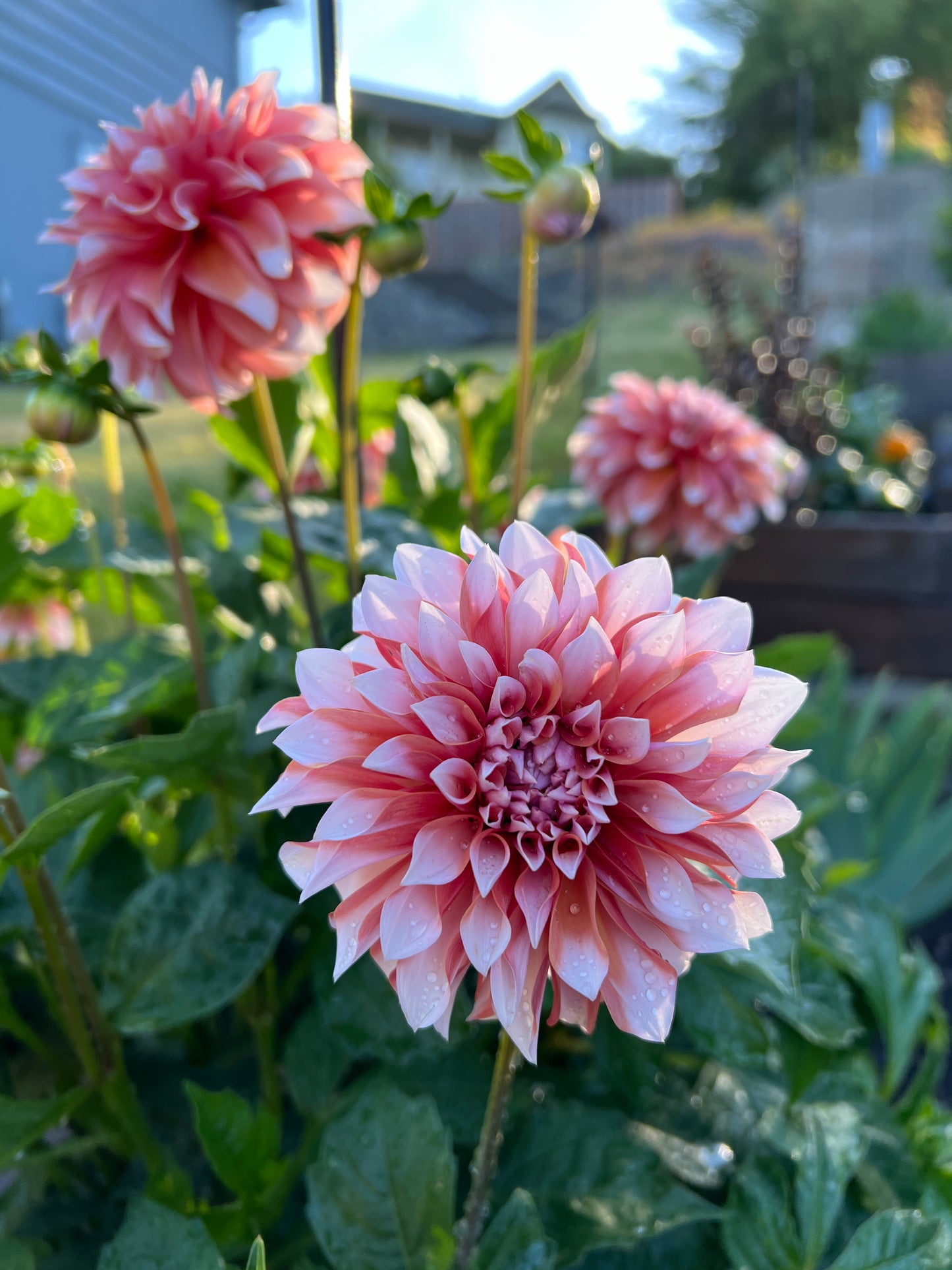 RM Baby Girl - Potted Dahlia Cutting