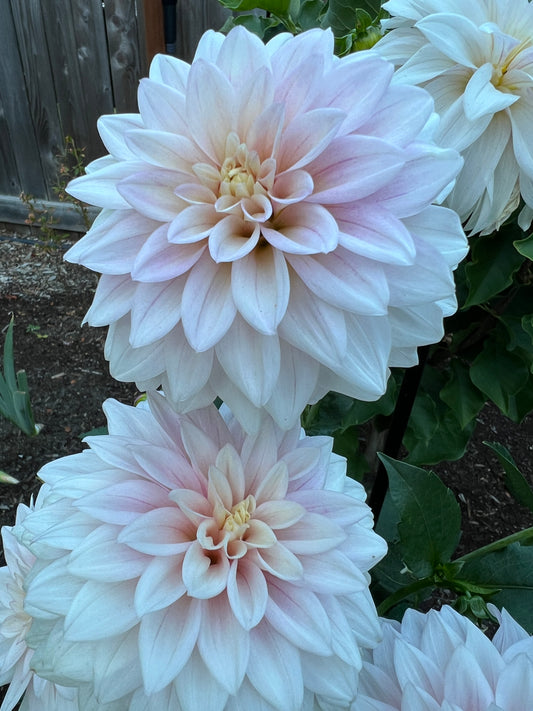 KA's® Mocha Jake - Dahlia Potted Cutting