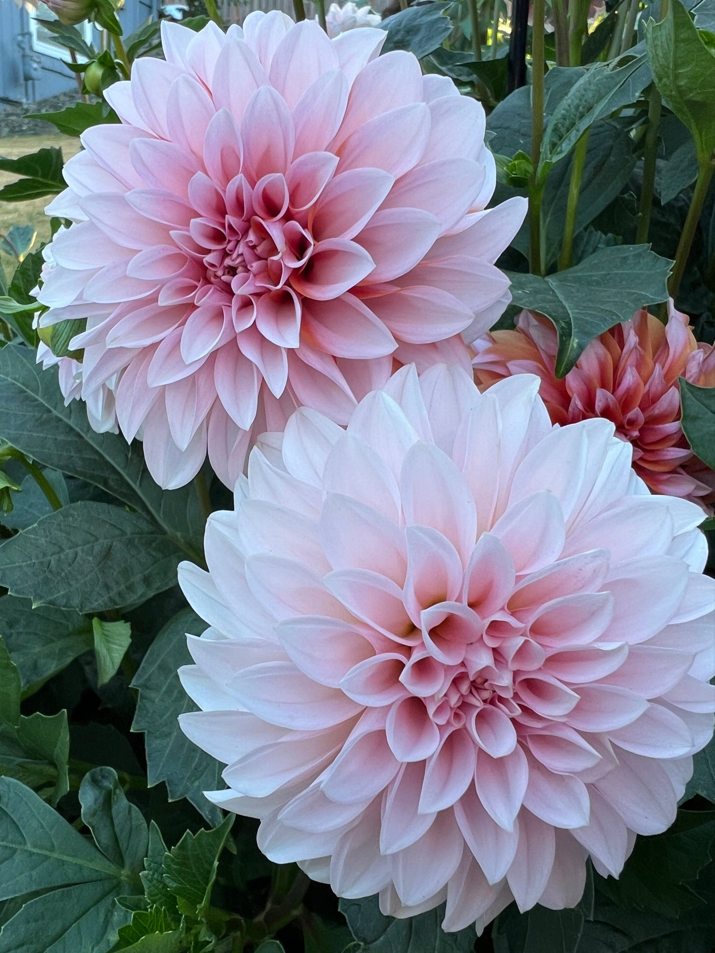 RM Baby Girl - Potted Dahlia Cutting