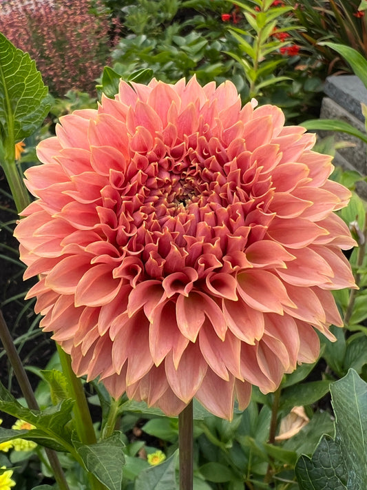 KA's® Coral Sea - Potted Dahlia Cutting