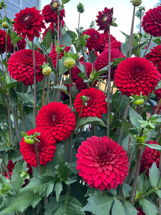 KA's® Cardinal - Potted Dahlia Cutting