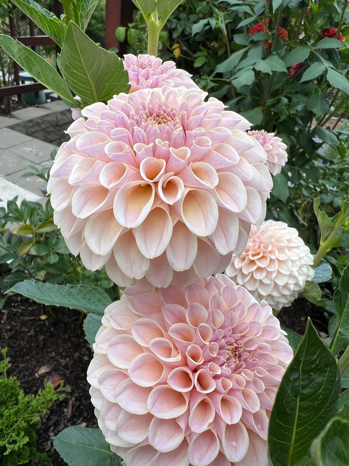 KA's® Cinder Rose  - Potted Dahlia Cutting