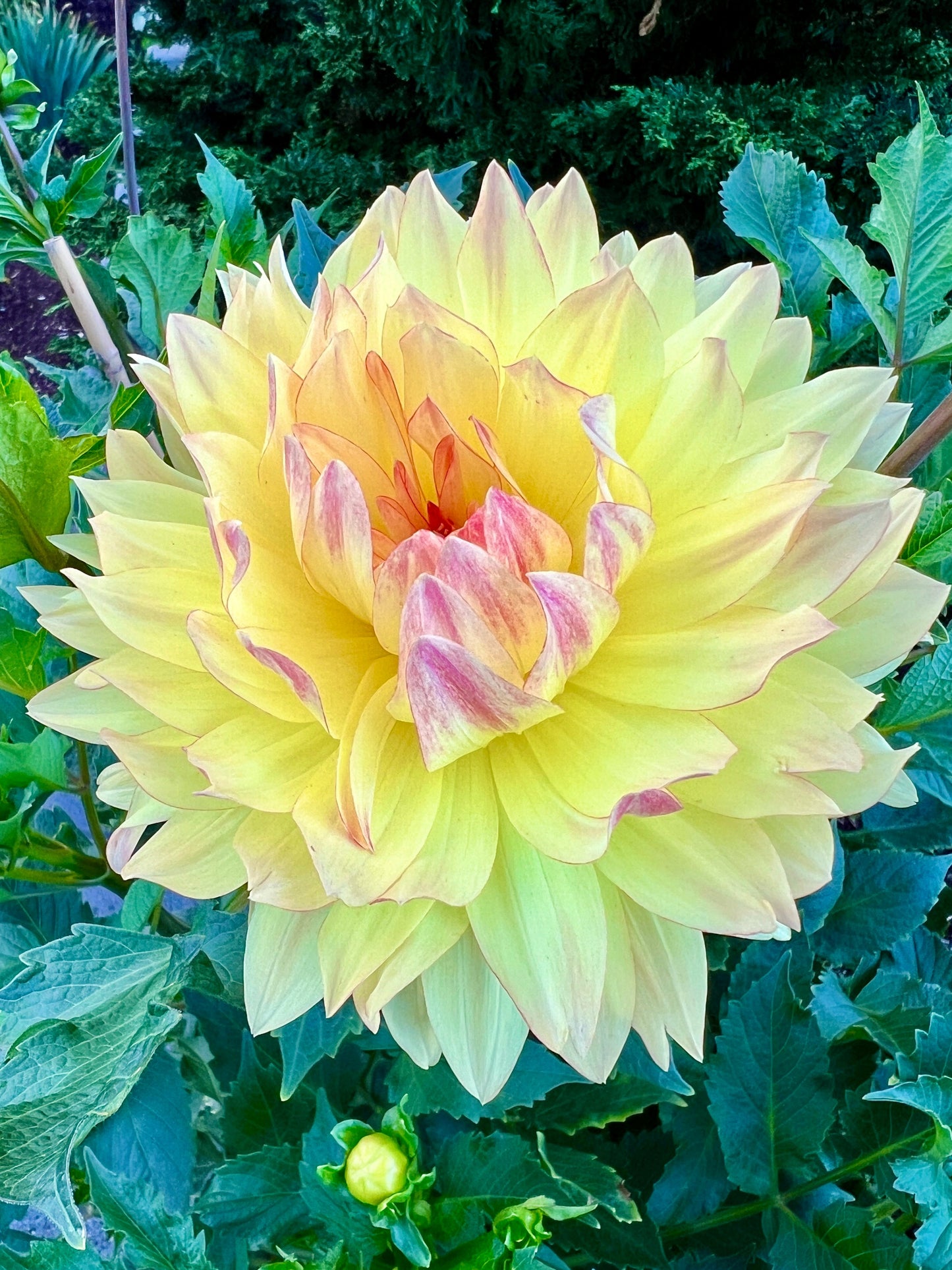 Keith H - Potted Dahlia Cutting