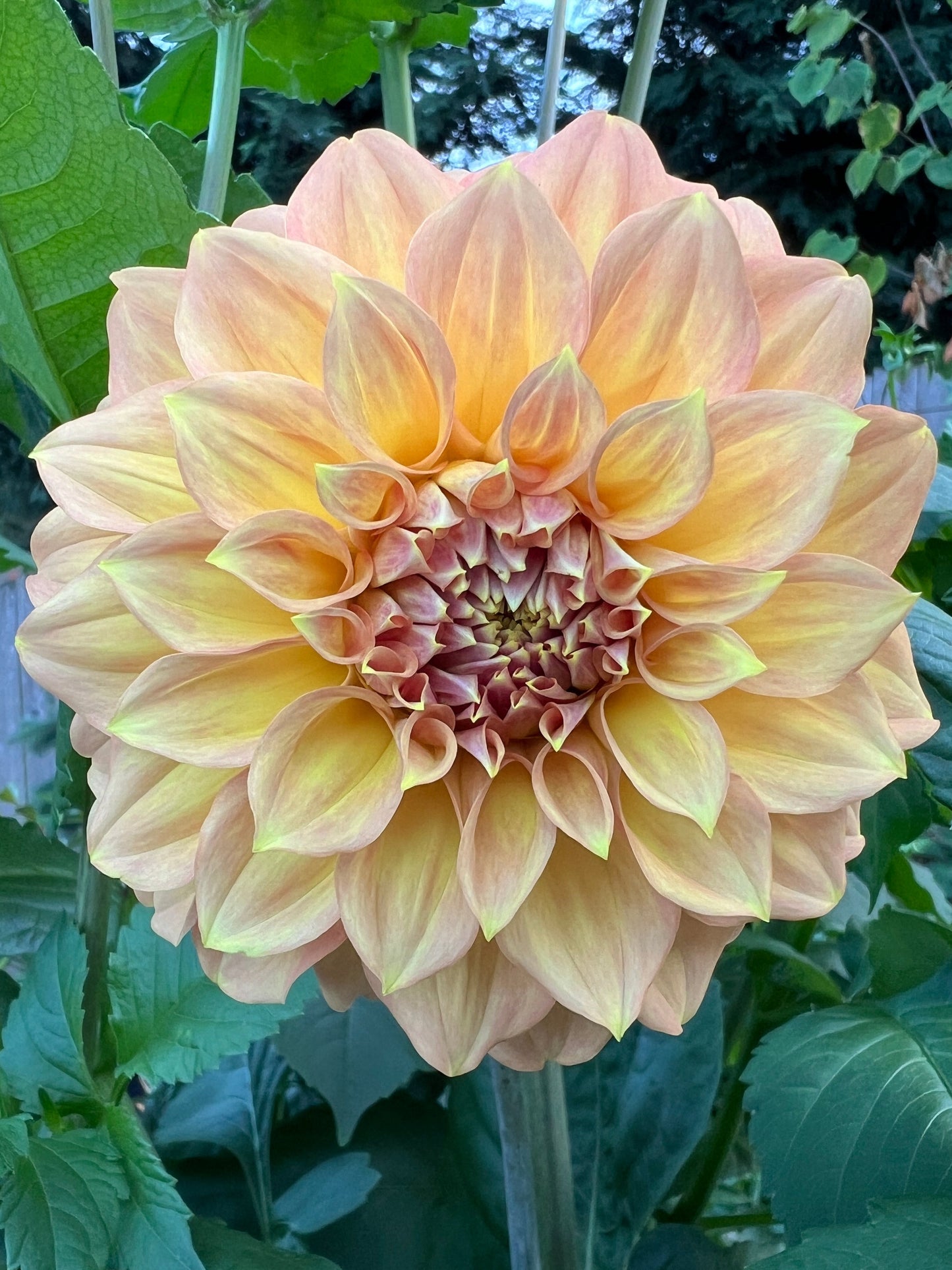 RM Golden Hour - Potted Dahlia Cutting