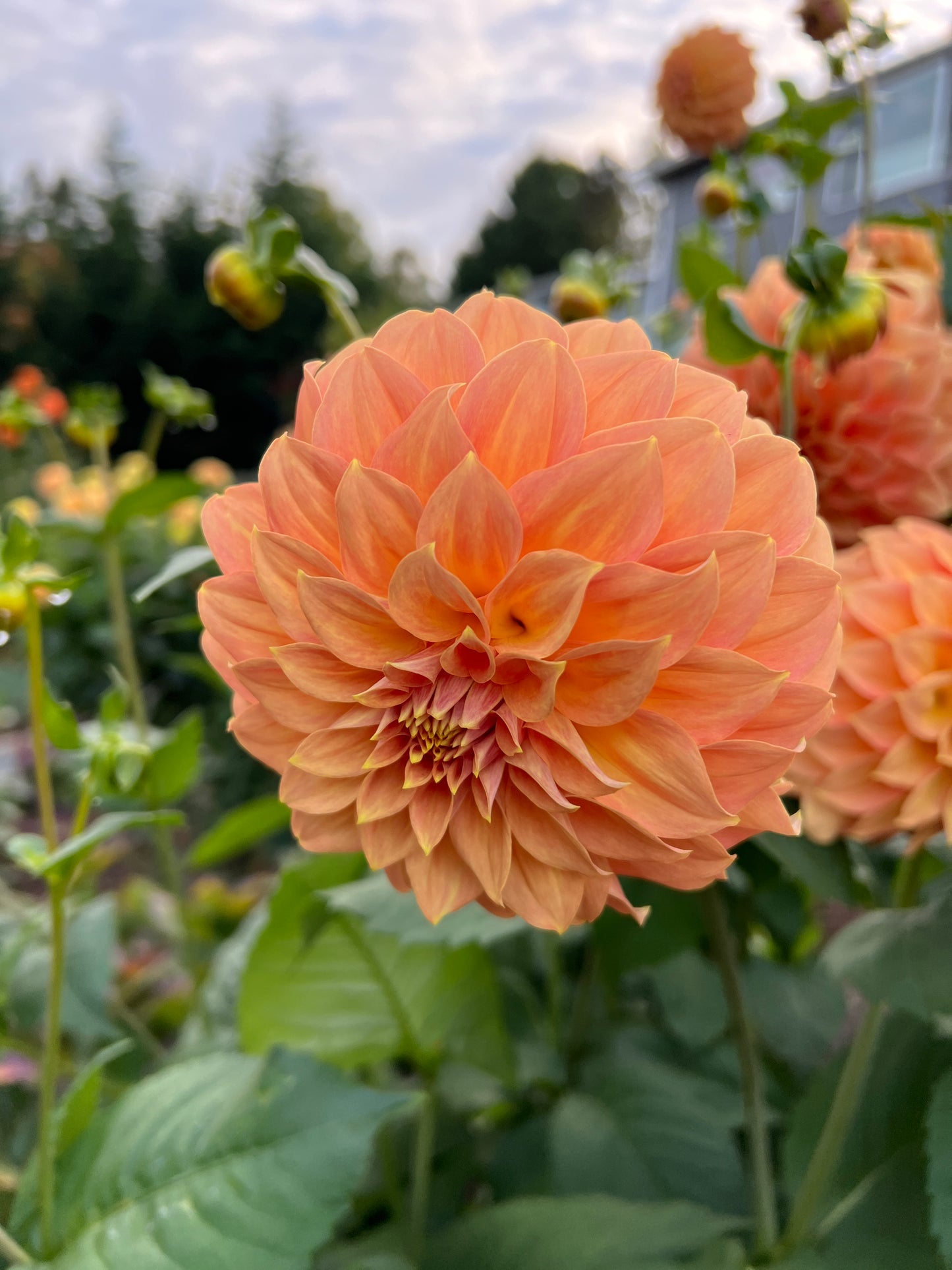 RM Golden Hour - Potted Dahlia Cutting