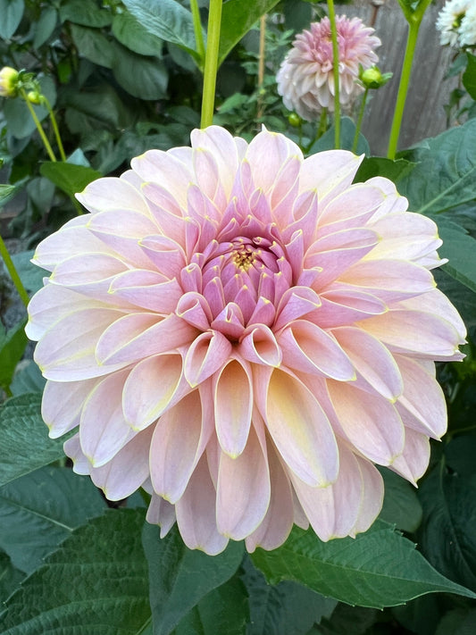 KA's® Cinder Rose  - Potted Dahlia Cutting