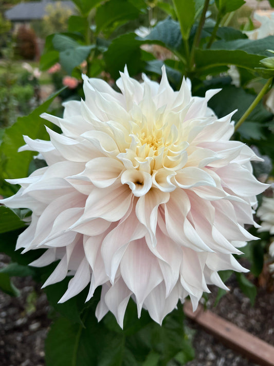 KA's® Lavender Blush  - Potted Dahlia Cutting